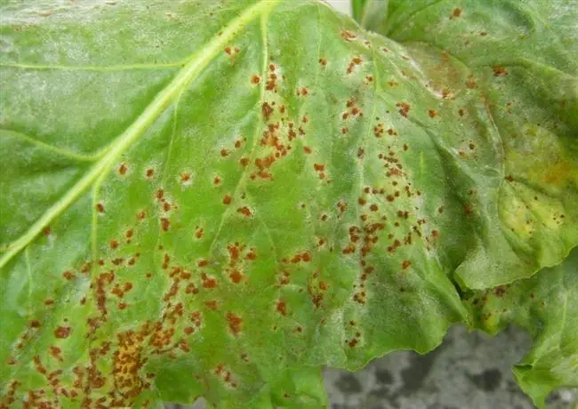 Признаки поражения растения болезнями и вредителями
