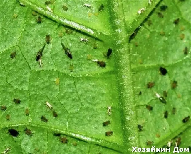 Причины заболеваемости и поражения щавеля насекомыми