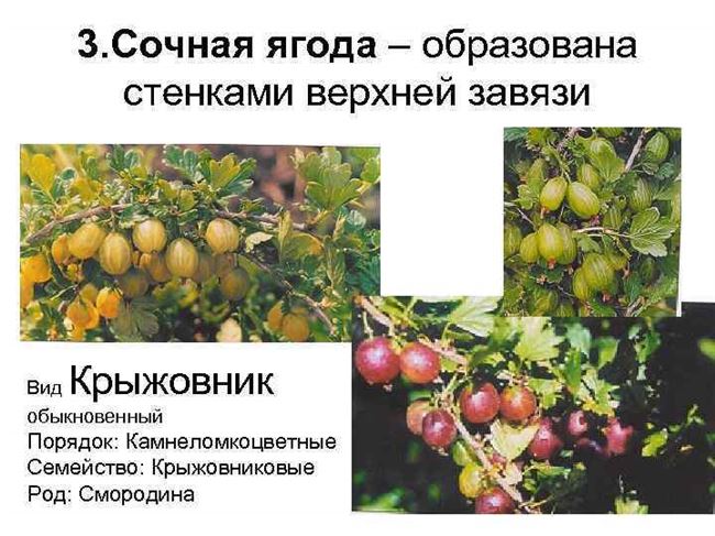 Заключение диссертации по теме «Плодоводство, виноградарство», Колесников, Сергей Александрович