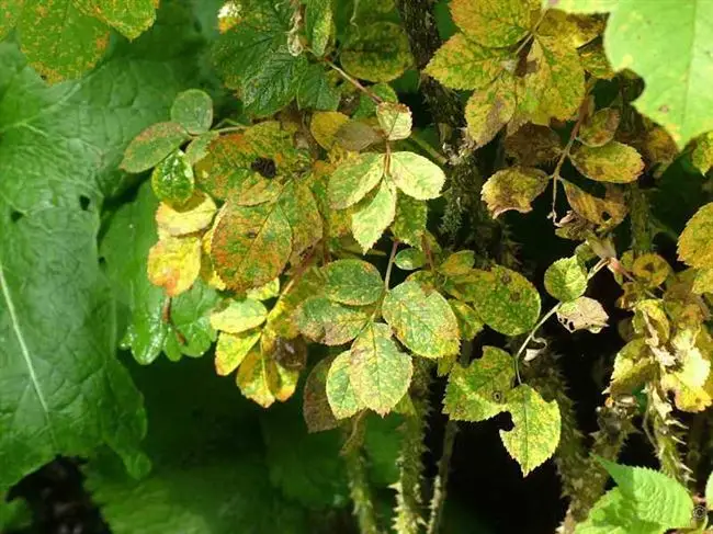 Болезни листьев шиповника и лечение (с фото)