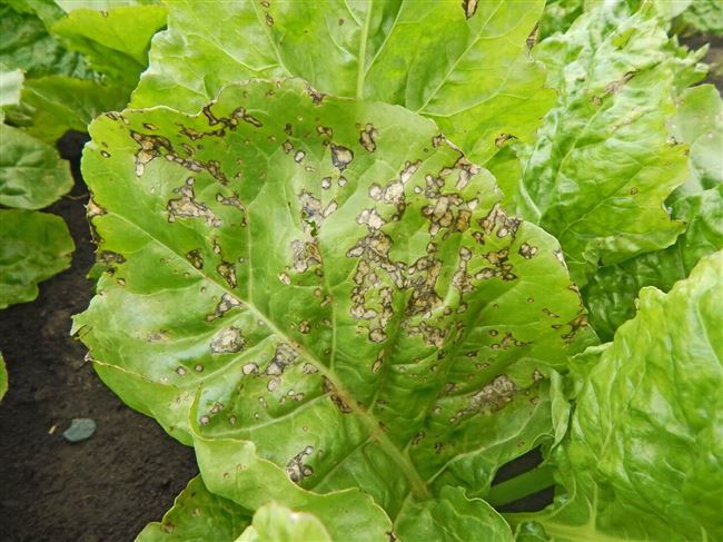 Причины заболеваний растения, какие вредители атакуют шпинат, методы борьбы