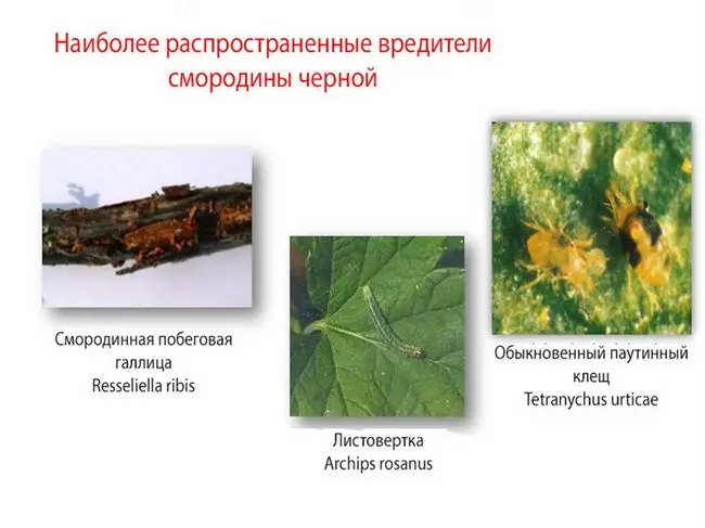 Причины развития почковой смородинной моли на кустах черной смородины