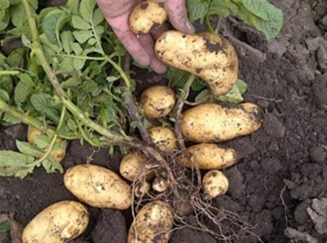 Характеристика сорта картофеля Агата