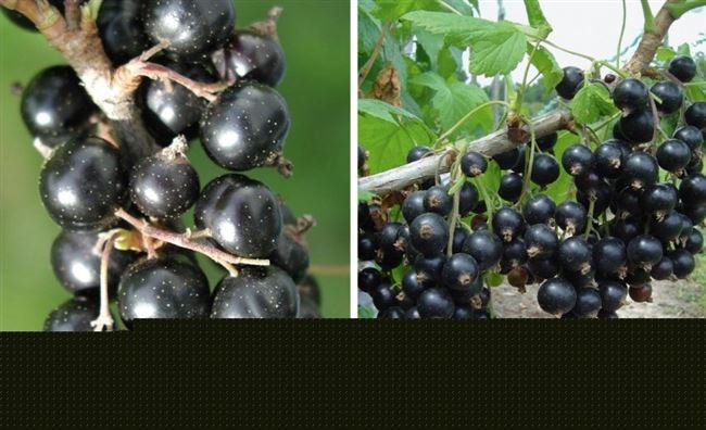 Обзор лучших сортов черной смородины  —  по отзывам садоводов