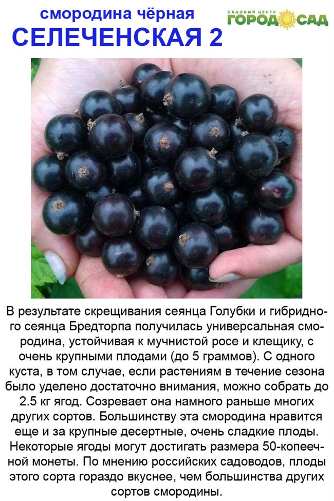 Характеристика и описание сортов черной смородины Селеченская и Селеченская 2