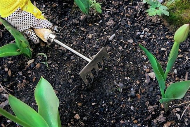 Подготовка почвы для выращивания тюльпанов