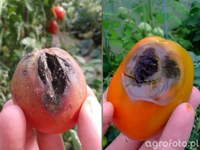Устойчивые альтернариозу сорта томатов
