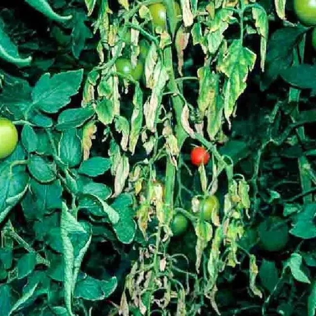 Симптомы и причины фузариоза томатов