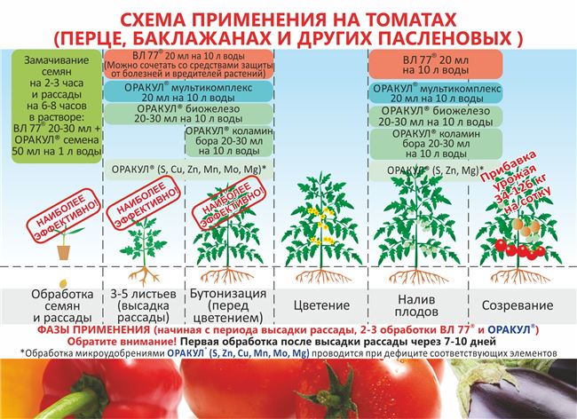 Посадка томатов Благовест на рассаду и пересадка на постоянное место роста