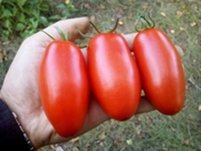 Дальнейший уход за помидорами Алый мустанг