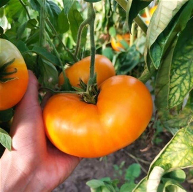 Видео: помидоры сорта Бабушкин поцелуй