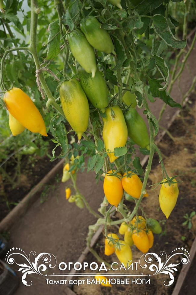 Выращивание рассады томатов Банановые ноги