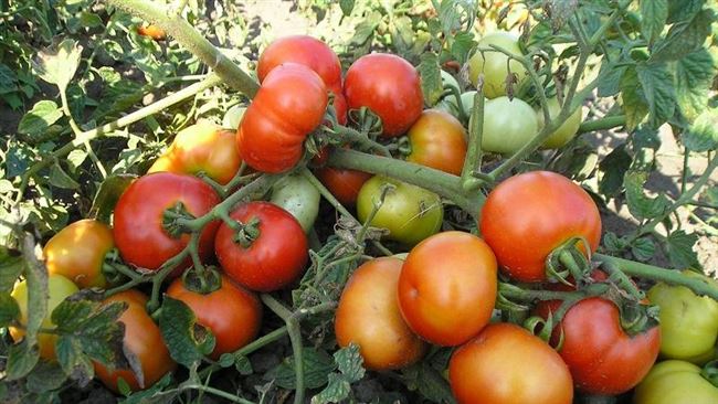 Описание, характеристика, урожайность, отзывы и фото сорта помидора «Русский Богатырь»