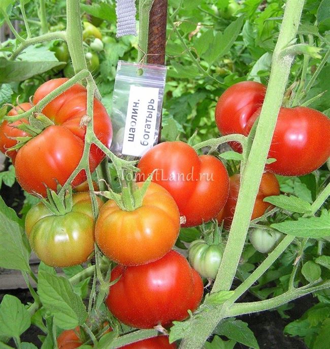 Описание, характеристика, урожайность, отзывы и фото сорта помидора «Русский Богатырь»