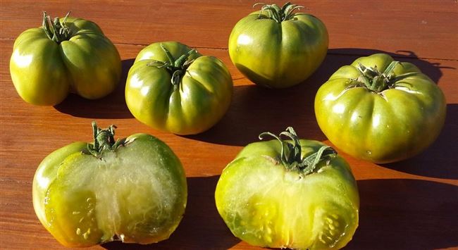 Урожайность томата «Болото»
