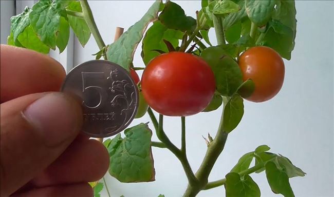 Отзывы о выращивании томатов на балконе