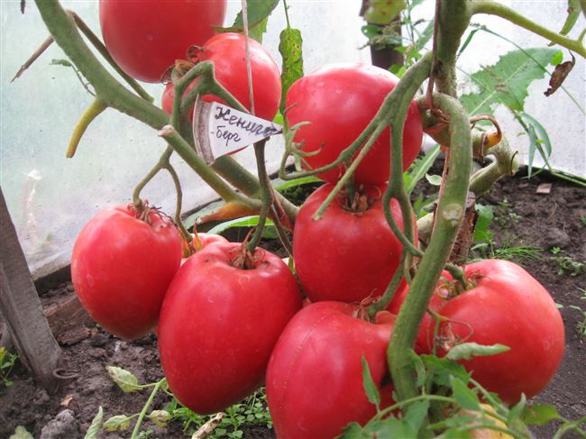 Урожайность томата Кенигсберг и плодоношение