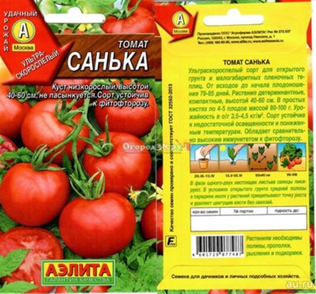 Посадка и выращивание томатов «Санька»