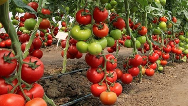 Отзывы огородников о помидорах Поззано F1:
