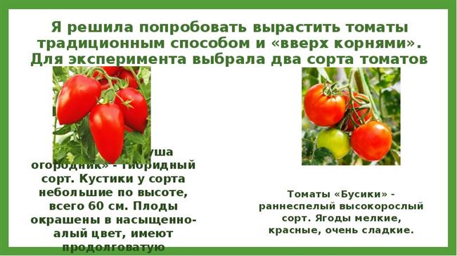 Характеристика климатических условий с точки зрения выращивания томатов