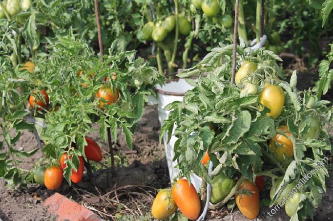 Особенности выращивания томатов Боец, посадка и уход
