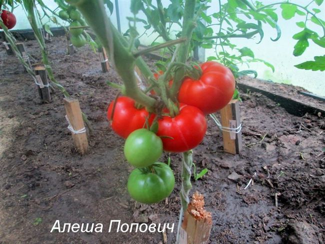 Видео: Сорт томатов «Вельможа», выращенный в теплице