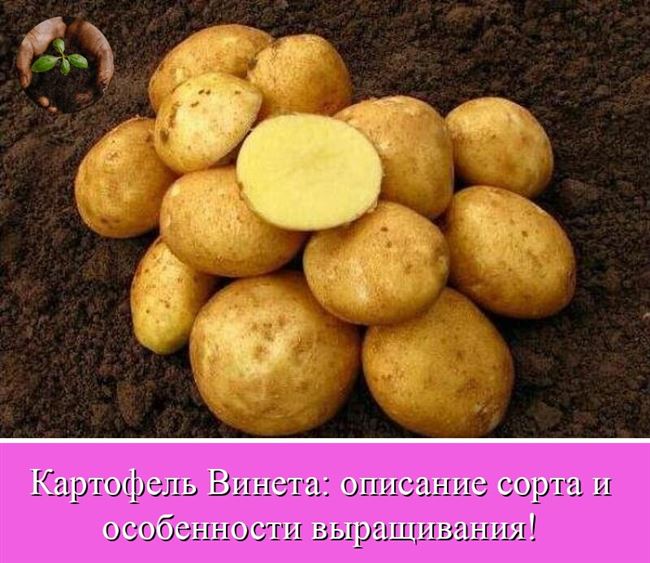 На какой почве сажают картофель
