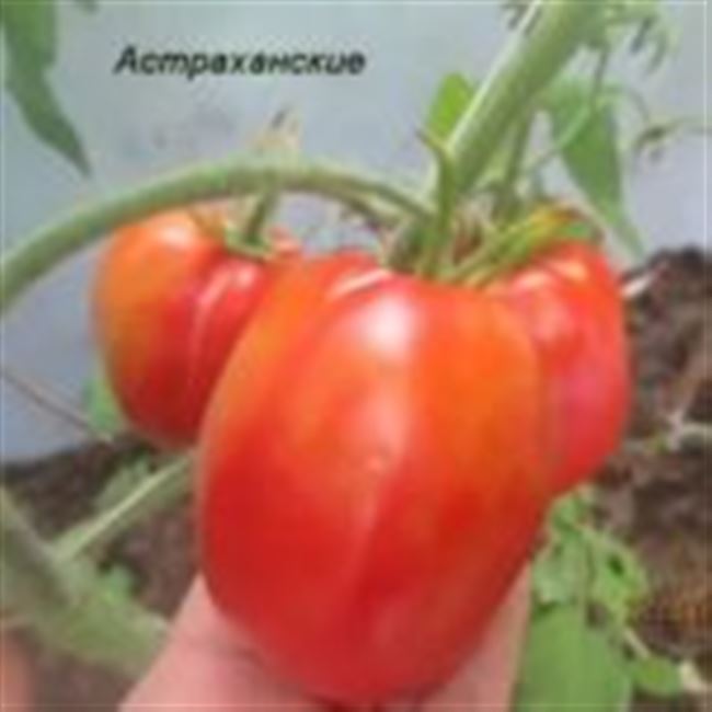 Низкорослые сорта томатов для теплиц