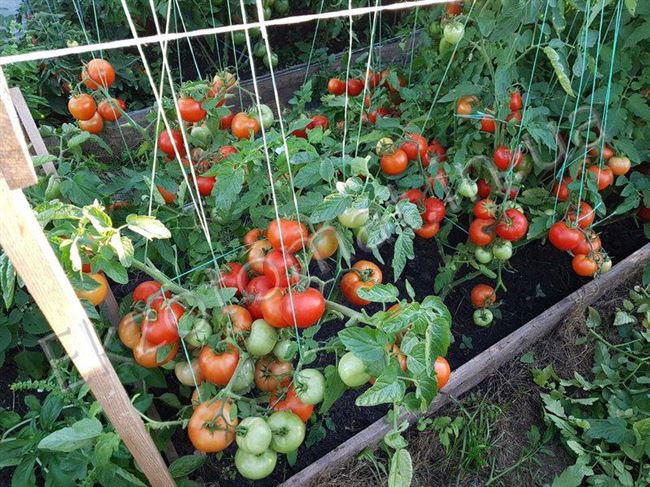 Посадка и выращивание томатов