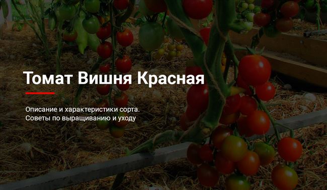 Как формировать томаты Вишенка, видео