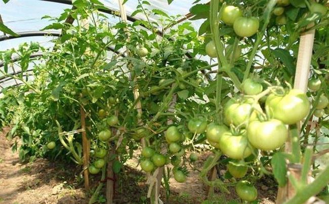 Мнение людей занимающихся выращиванием помидорных культур