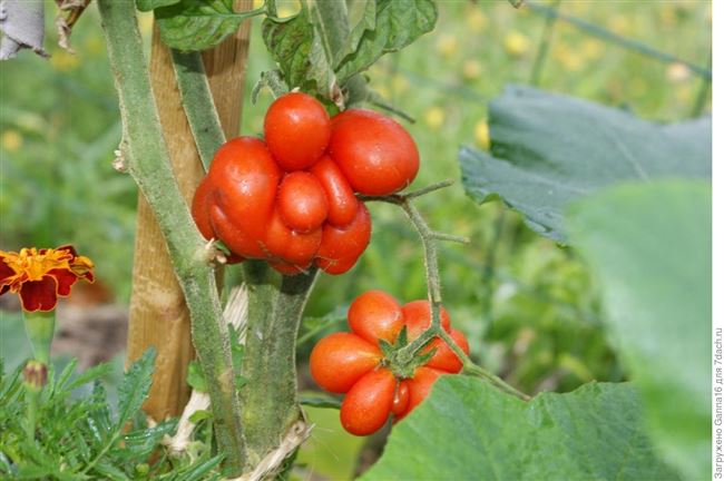 Как выращивают помидоры Вояж?