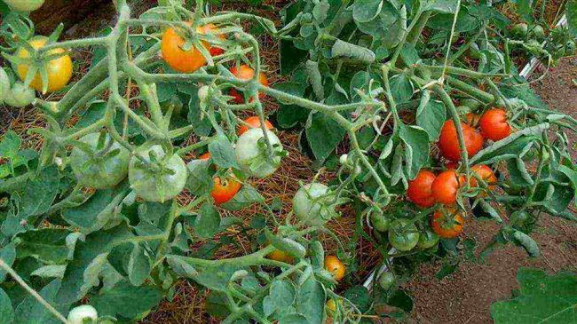 Как вырастить натуральные помидоры без химии
