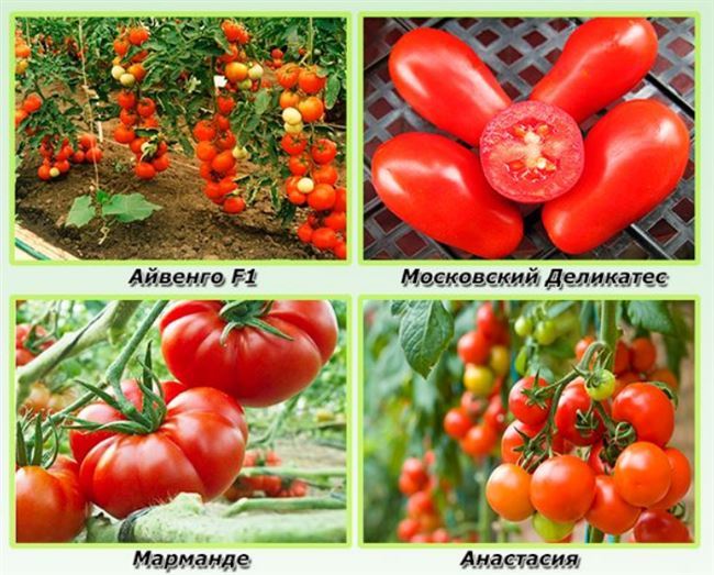 Особенности выращивания томатов сорта Галина