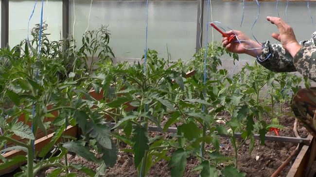 Как подвязать томаты легко и быстро на видео