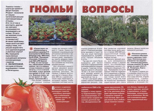 Описание сорта томата Гном, отзывы, фото