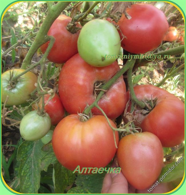 Описание и характеристика томата Сибирский гроздевой, отзывы, фото