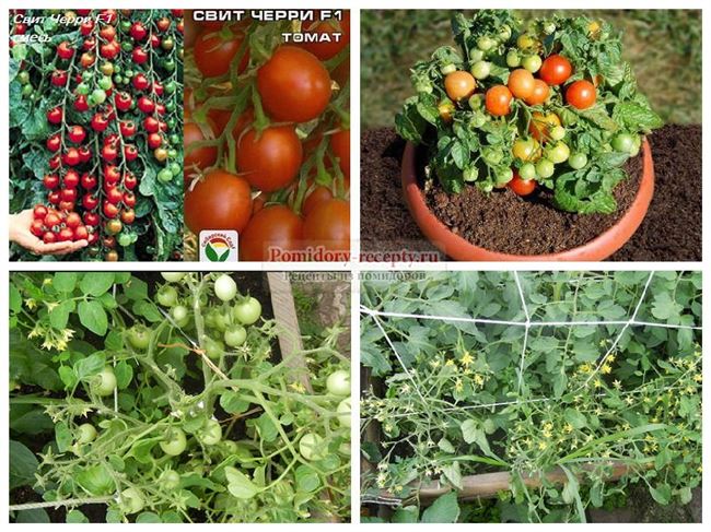 Формирование низкорослых томатов, подвязывание и защита от болезней, видео