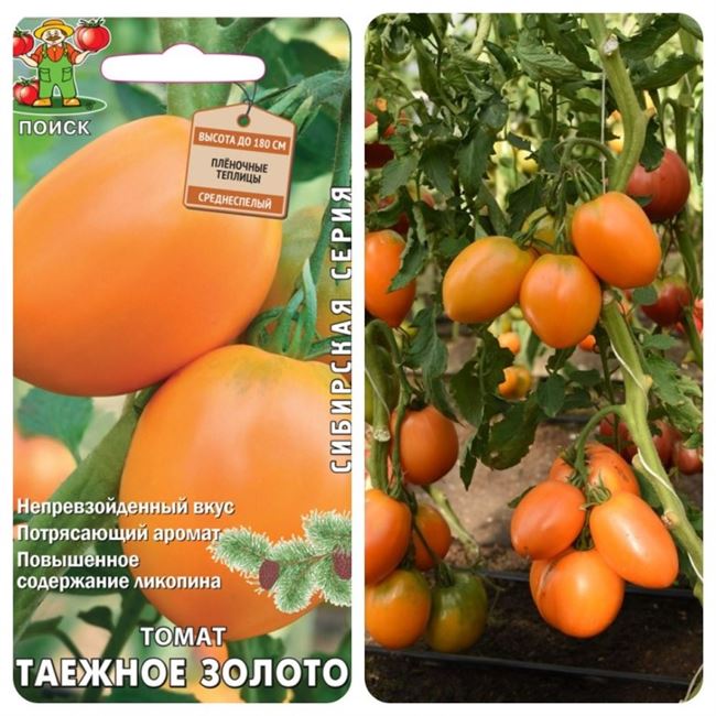 Описание сорта томата Золотой самородок и его характеристика