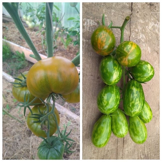 Описание северного гибридного томата Канары, выращивание и уход за растением