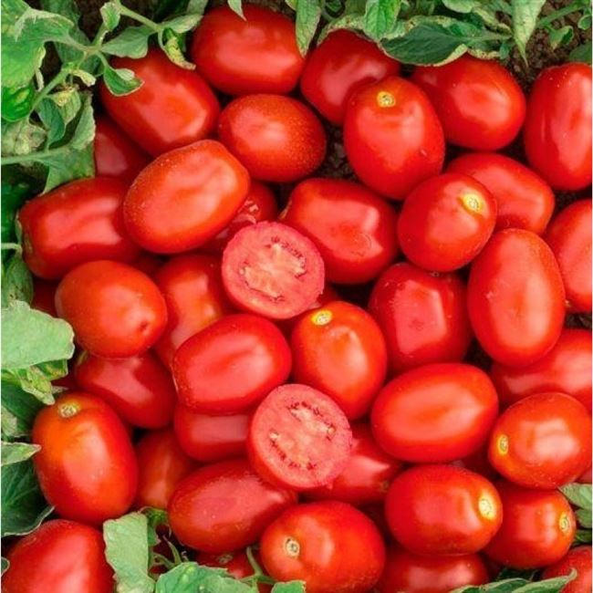 Описание и характеристики - Кендрас F1 – томат, 1 000 семян, Nunhems (Нунемс) Голландия