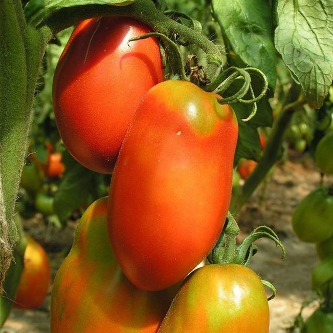 Посев томатов