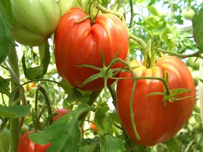 Видео: результат выращивания томата сорта Кардинал в Сибири в условиях открытого грунта