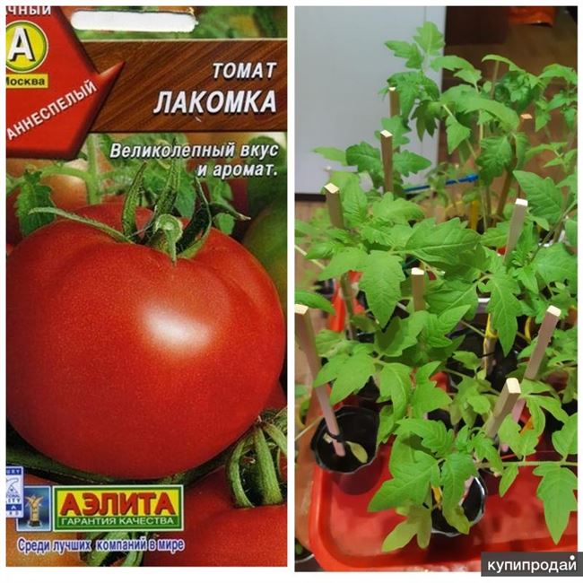 Особенности выращивания томата Лакомка, посадка и уход