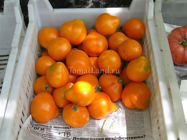 Описание томата необычной формы Лампочка и особенности выращивания сорта
