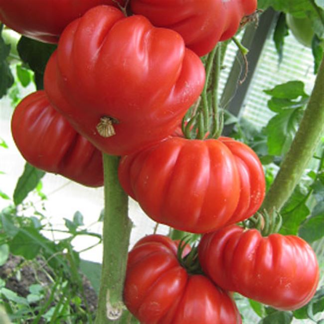 Купить семена помидор «Лев Минусинский»
