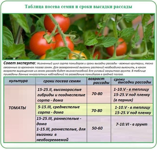 Особенности ухода и посадки низкорослых помидор