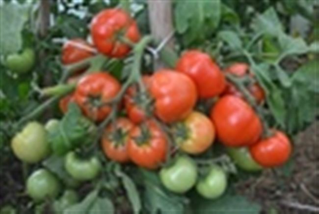 Описание томатов «Любаша»