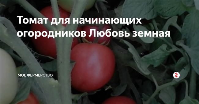 Описание и правила выращивания сорта томата Любовь земная F1