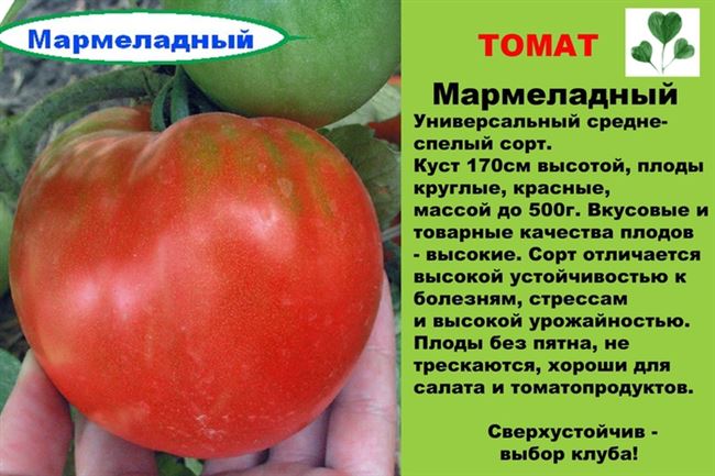 Краткое описание томата Мармелад оранжевый, выращивание и борьба с вредителями